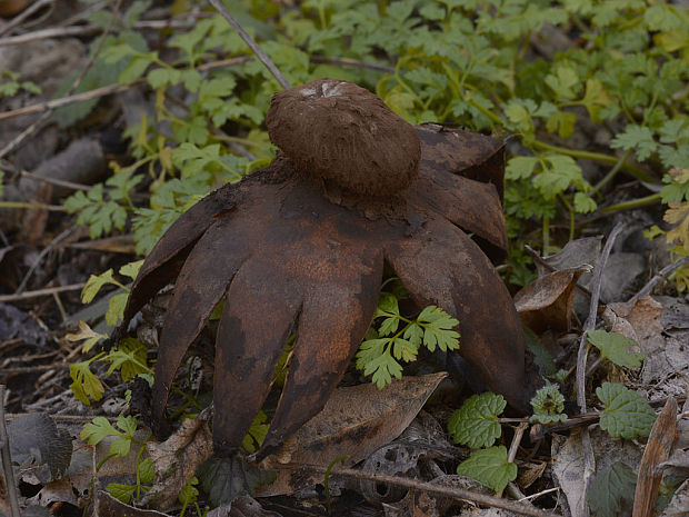 hviezdovka vlasatá Geastrum melanocephalum (Czern.) V.J. Staněk