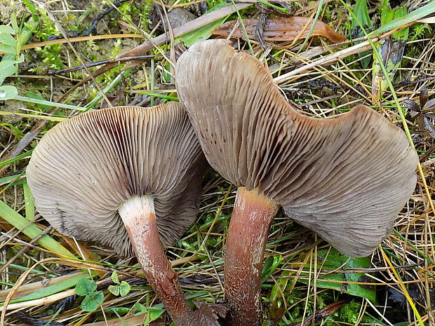 strapcovka Hypholoma sp.