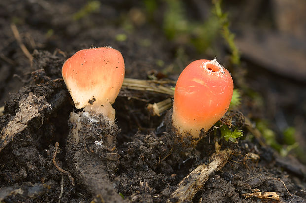 ohnivček zimný Microstoma protractum (Fr.) Kanouse