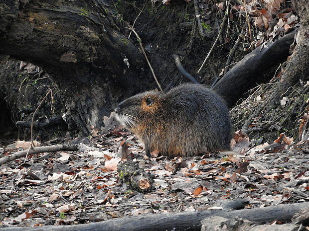 nutria riečna Myocastor coypus