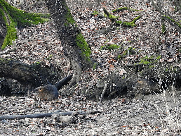 nutria riečna Myocastor coypus