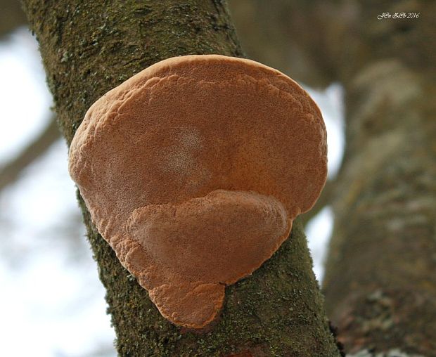 ohňovec slivkový Phellinus pomaceus (Pers.) Maire