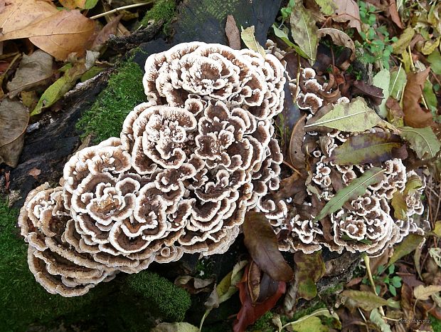 trúdnikovec pestrý Trametes versicolor (L.) Lloyd