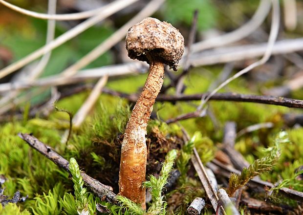 stopkovec zimný Tulostoma brumale Pers.