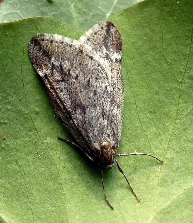 piadivka marcová Alsophila aescularia