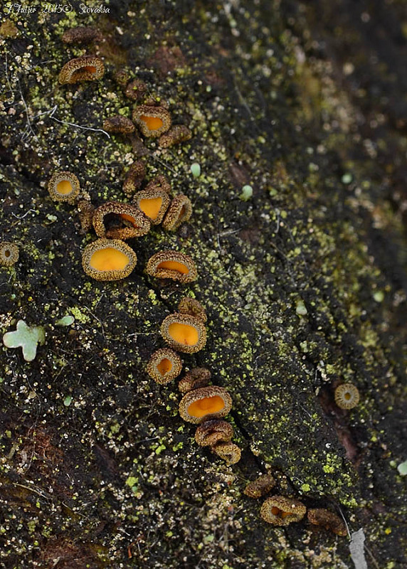 lachnetka vosková Neodasyscypha cerina (Pers.) Spooner