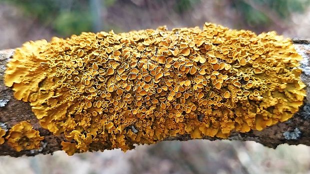 diskovník múrový Xanthoria parietina var. parietina