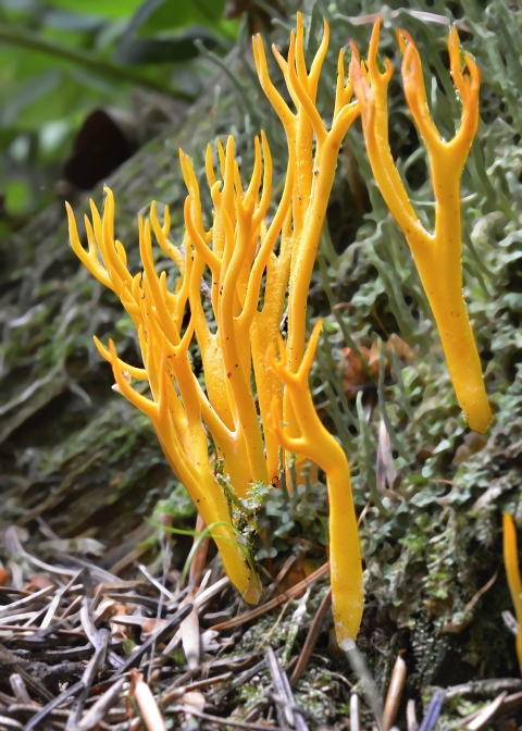 parôžkovec lepkavý Calocera viscosa (Pers.) Fr.