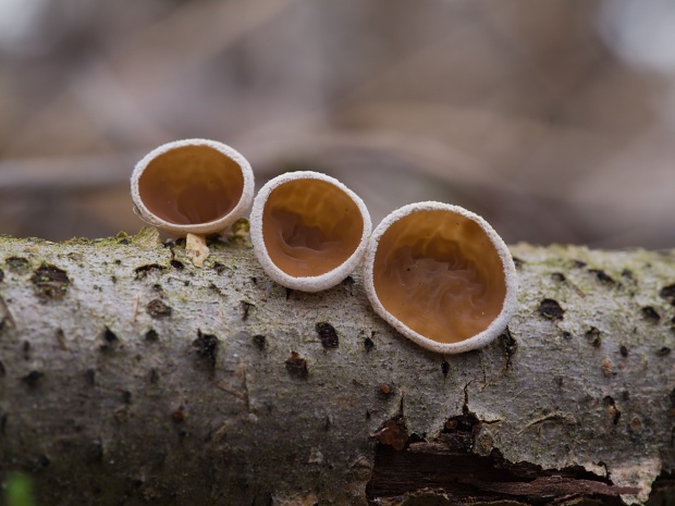 škľabka plstnatá Schizophyllum amplum (Lév.) Nakasone