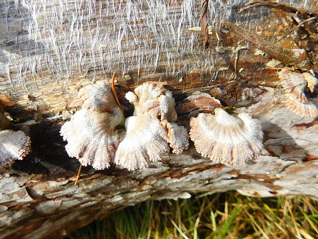 klanolupeňovka obyčajná Schizophyllum commune Fr.