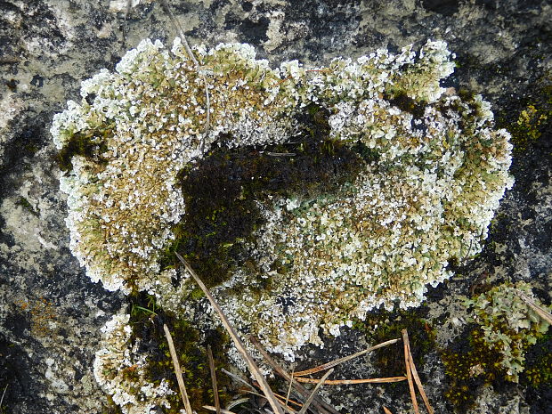 skvamarína chrupkovitá Squamarina cartilaginea var. cartilaginea (With.) P. James