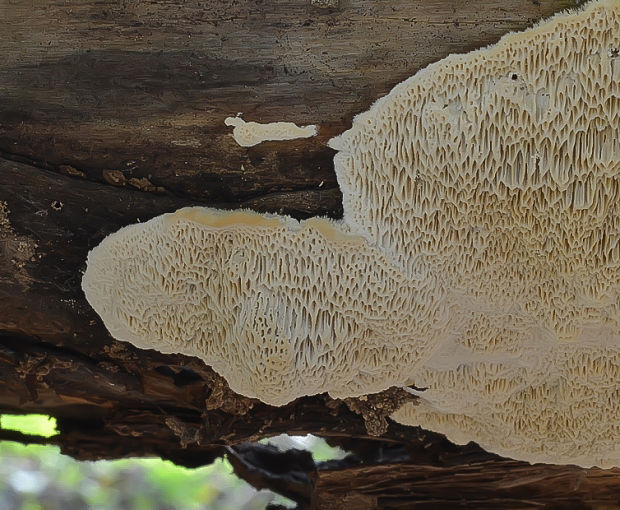 trúdnikovec srstnatý Trametes trogii Berk.