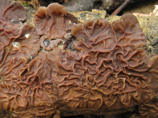 uchovka pásikavá Auricularia mesenterica (Dicks.) Pers.