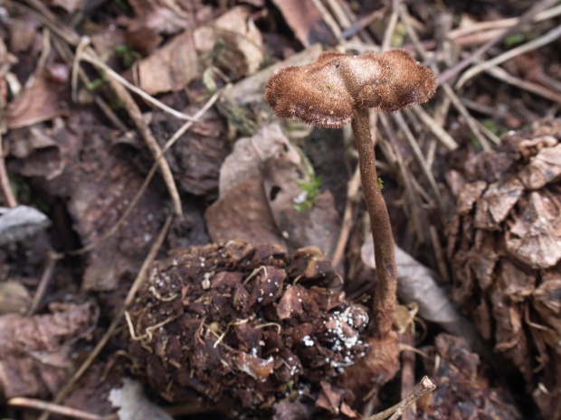 lopatovka obyčajná Auriscalpium vulgare Gray