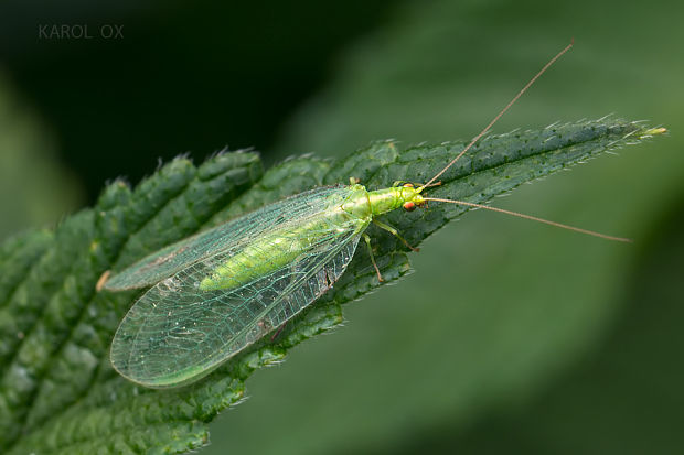 zlatoočka obyčajná Chrysoperla carnea