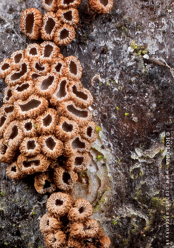 padrobnica Merismodes fasciculata (Schwein.) Donk