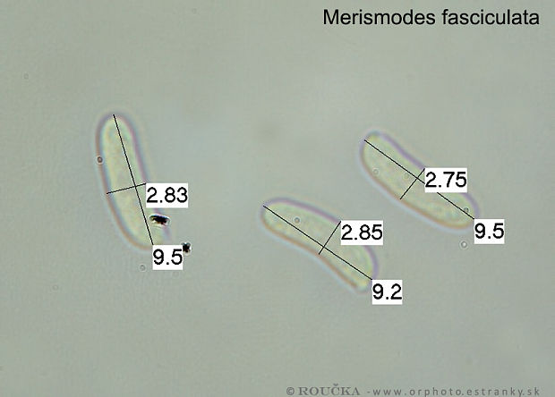 padrobnica Merismodes fasciculata (Schwein.) Donk