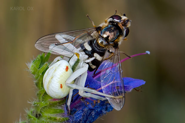 kvetárik dvojtvarý Misumena vatia ♀