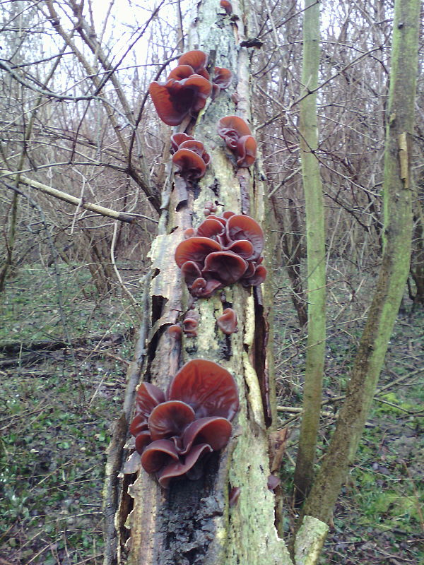 uchovec bazový Auricularia auricula-judae (Bull.) Quél.