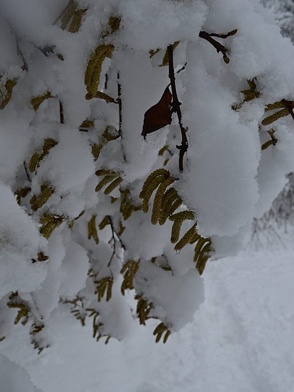 lieska obyčajná Corylus avellana L.