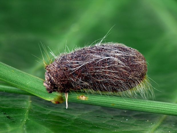 liskavka (sk) / mandelínka (cz) Labidostomis longimana Linnaeus, 1761