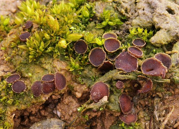 chlpanka veľkovýtrusná Pseudombrophila hepatica (Batsch) Brumm.