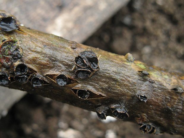 dutinovka lužná Sclerencoelia fascicularis (Alb. & Schwein.) P. Karst.