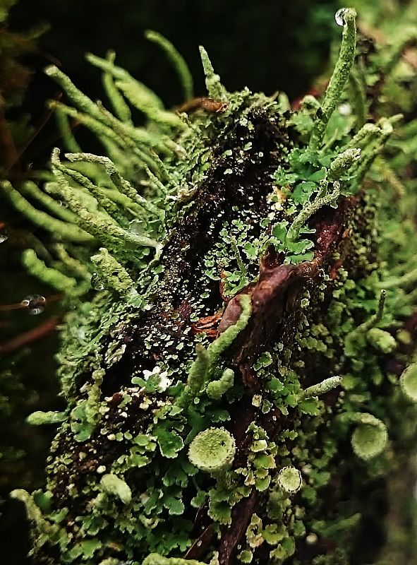 dutohlávka končistá Cladonia coniocraea (Flörke) Spreng.