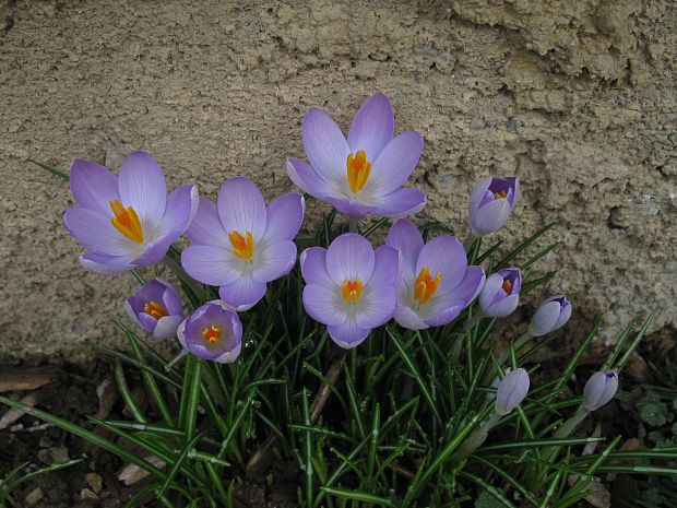 šafran Crocus sp.