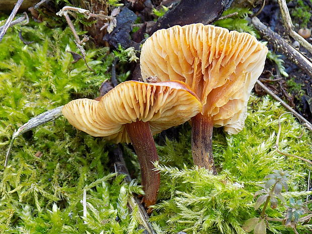 plamienka Flammulina sp.