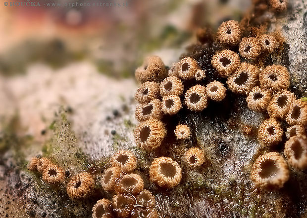 padrobnica Merismodes fasciculata (Schwein.) Donk