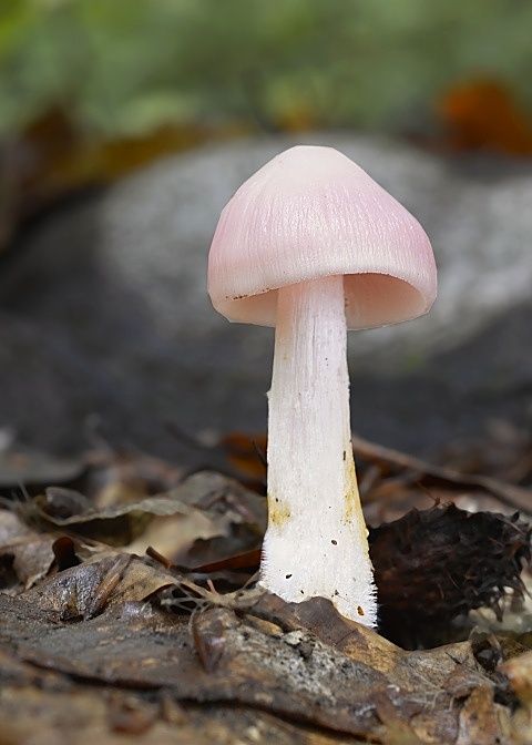 prilbička ružovkastá Mycena rosea Gramberg