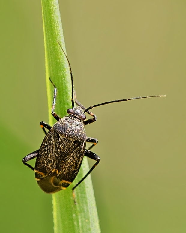 bzdôška Polymerus nigrita