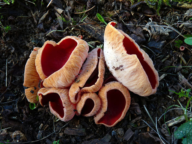 ohnivec rakúsky Sarcoscypha cf. austriaca, (Beck ex Sacc.) Boud.