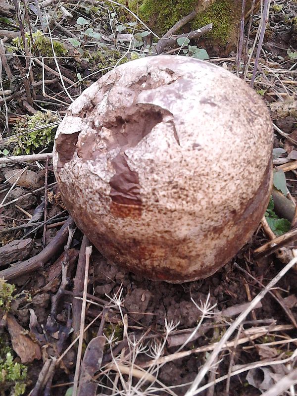 vatovec obrovský Calvatia gigantea (Batsch) Lloyd