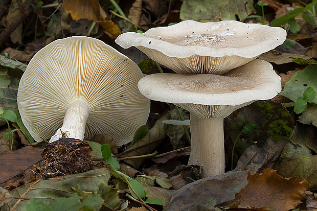 strmuľka inovaťová Clitocybe nebularis (Batsch) P. Kumm.