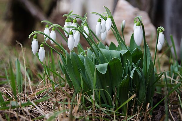 snežienka jarná Galanthus nivalis L.