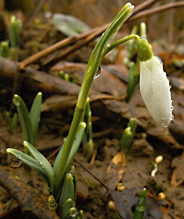 snežienka jarná Galanthus nivalis L.