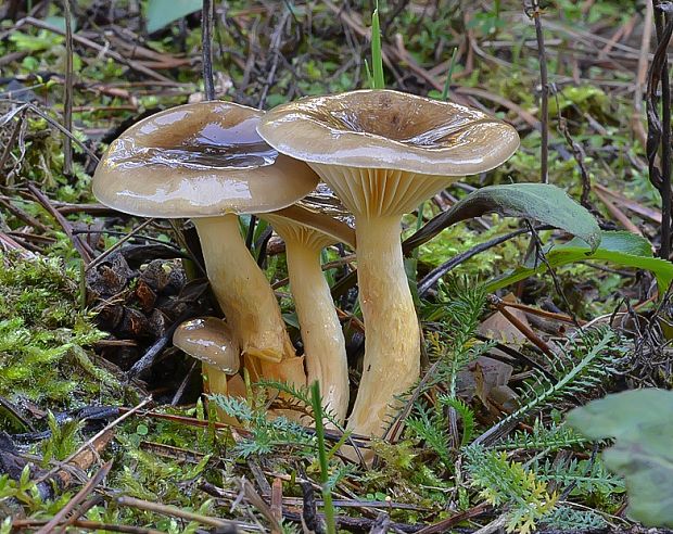 šťavnačka mrazová Hygrophorus hypothejus (Fr.) Fr.