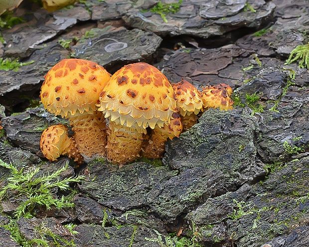 šupinovka šupinatá Pholiota squarrosa (Vahl) P. Kumm.