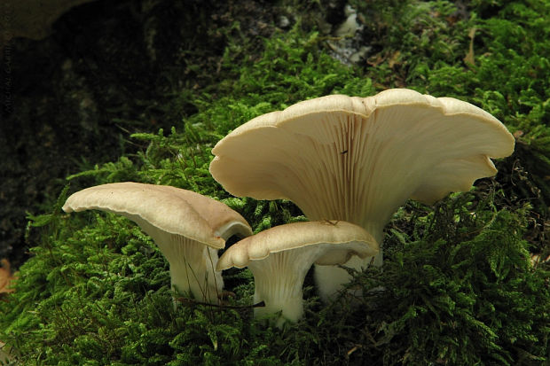 hliva buková Pleurotus pulmonarius (Fr.) Quél.