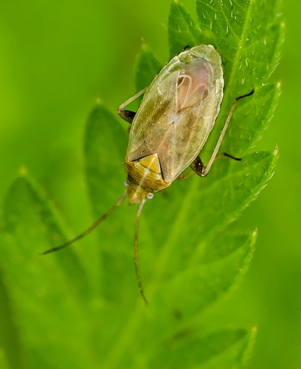 bzdôška Amblytylus nasutus