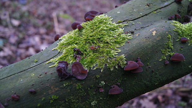 uchovec bazový Auricularia auricula-judae (Bull.) Quél.