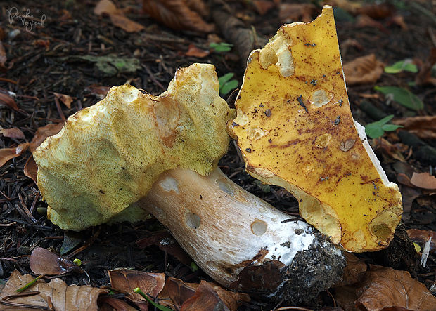 hríb smrekový citrónový Boletus edulis f. citrinus  (Pelt.) Vassilkov (1966)