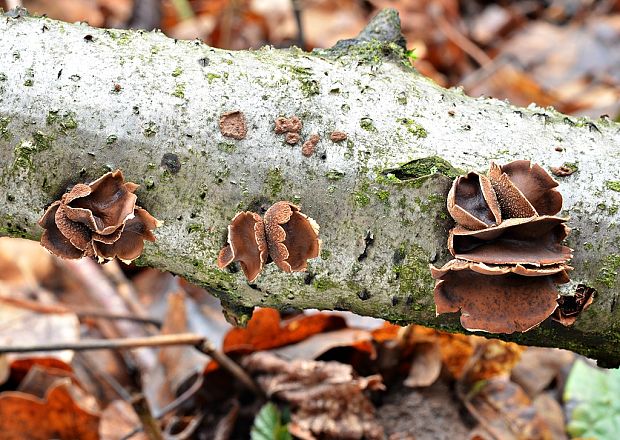 dutinovka otrubnatá Encoelia furfuracea (Roth) P. Karst.