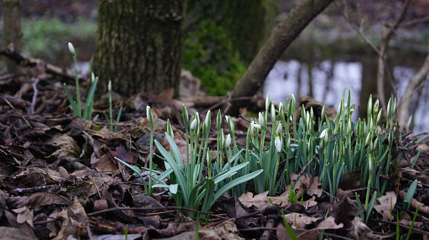 snežienky Galanthus nivalis L.