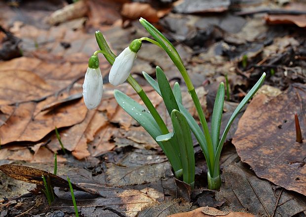 snežienka jarná Galanthus nivalis L.