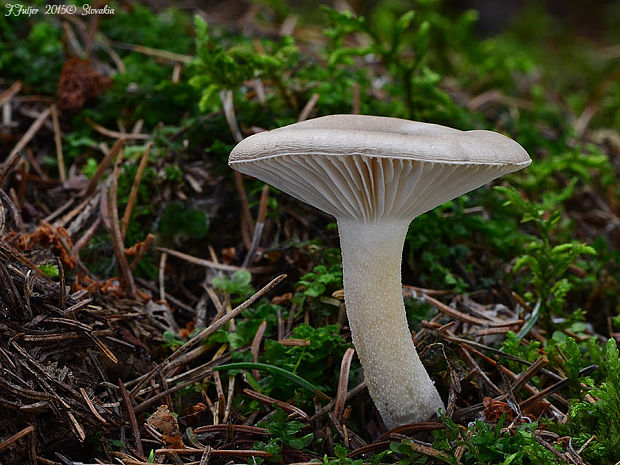 šťavnačka voňavá Hygrophorus agathosmus (Fr.) Fr.