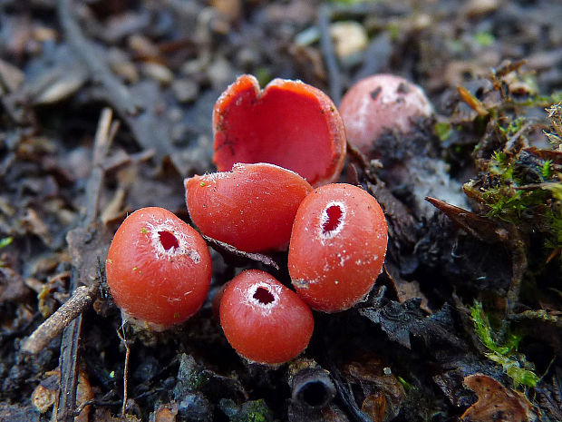 ohnivček zimný Microstoma protractum, (Fr.) Kanouse