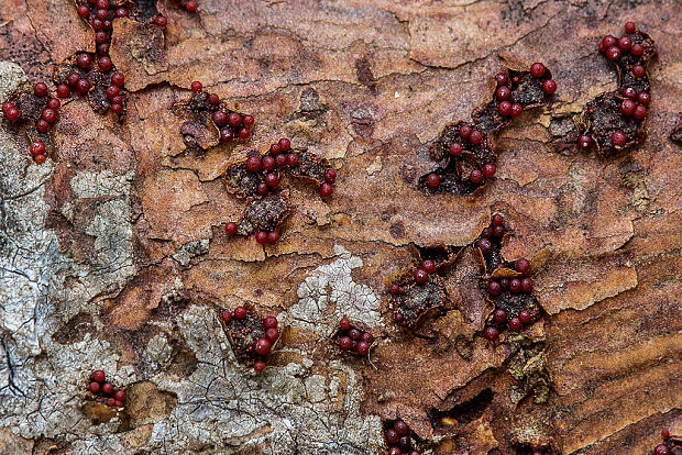 hlivka Nectria sp.